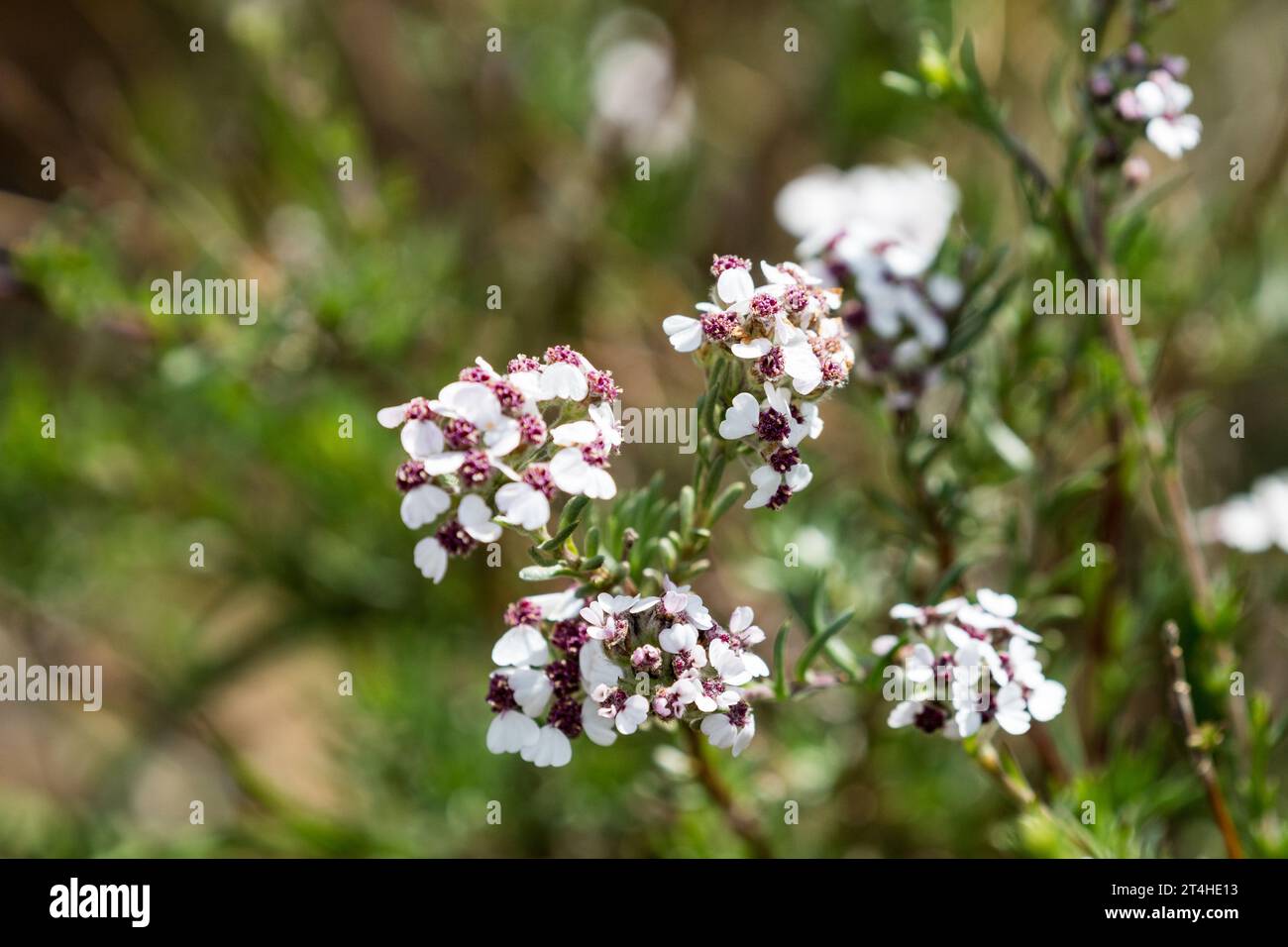 Eriocephalus africanus o Cape Snow Bush fiori da vicino su questo arbusto sempreverde resistente alla siccità ed endemico del Sudafrica Foto Stock