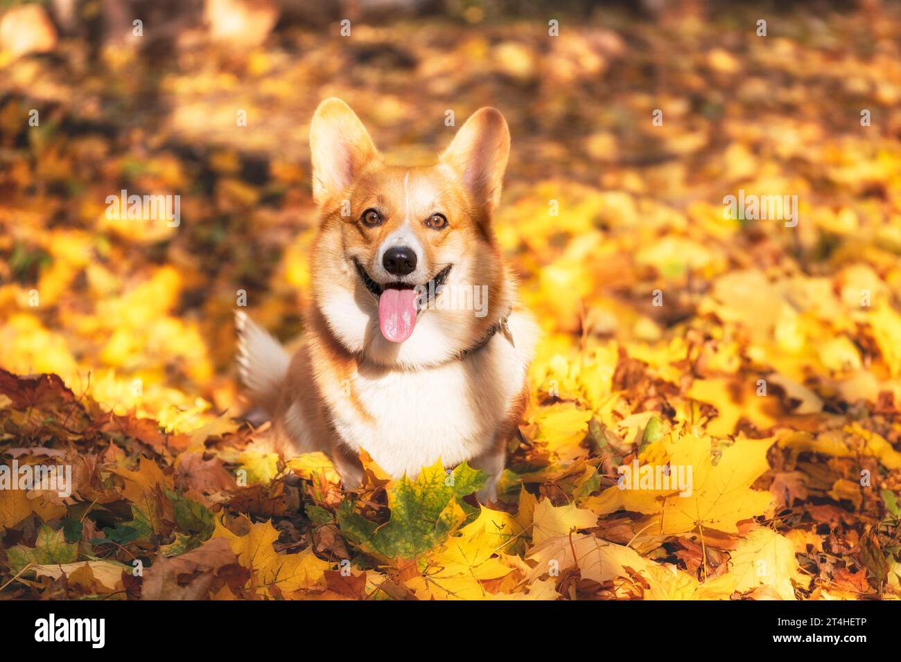Ritratto di un bellissimo cane gallese Corgi Pembroke in foglie autunnali. Il cane esce dalla lingua e sorride Foto Stock
