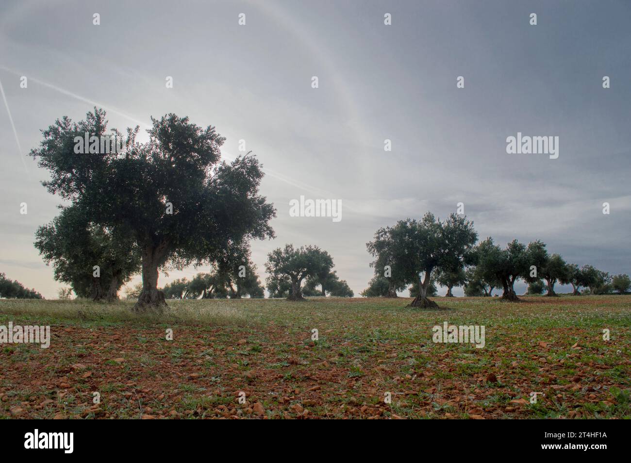 Amanecer en olivar Mediterráneo Foto Stock