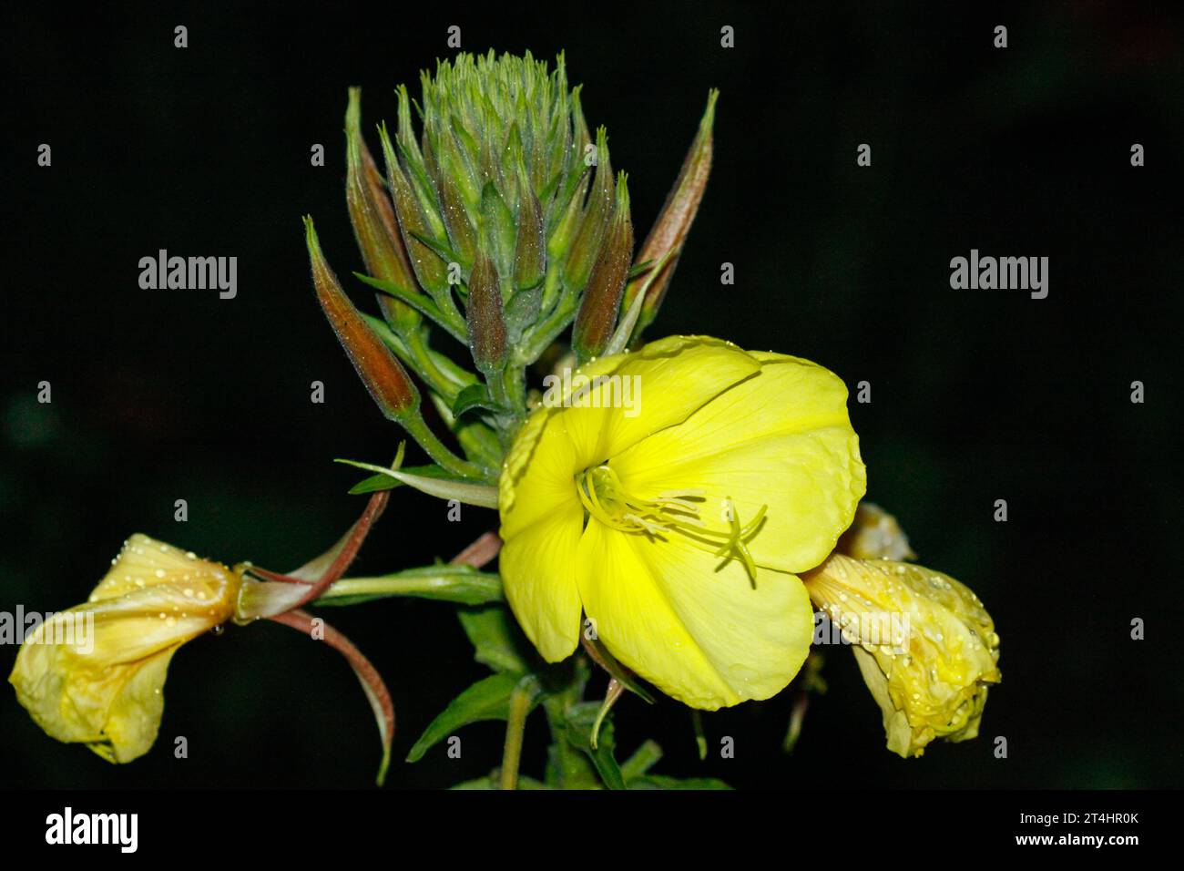 Primula serale, fioritura durante la notte (Oenothera biennis) Foto Stock