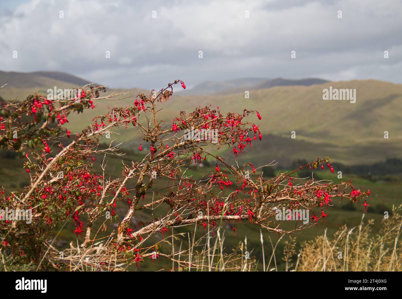 Fuchsia rossa nel paesaggio collinare irlandese Foto Stock