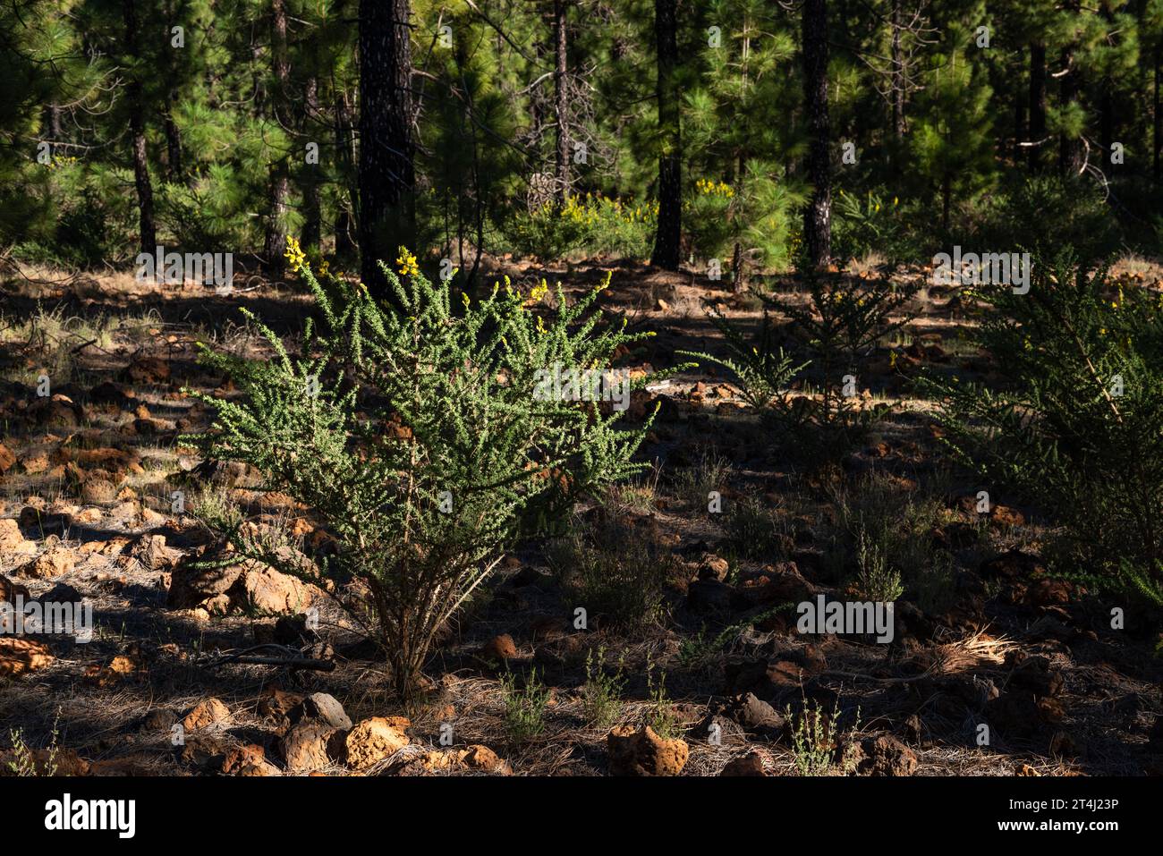 Adenocarpus foliolosus (codeso de monte, scopa appiccicosa), un endemico delle Canarie, fiorito in primavera nella pineta nativa, Chinyero, Tenerife Foto Stock