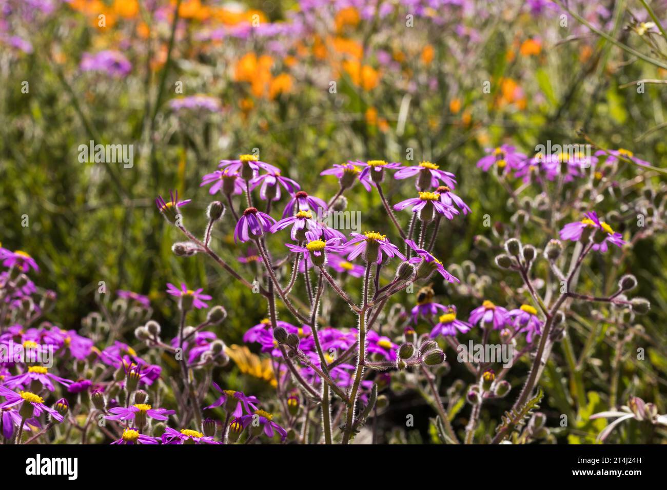 Margherite viola vivaci e vivaci che crescono selvagge nel campo, illuminate da retroilluminazione Foto Stock