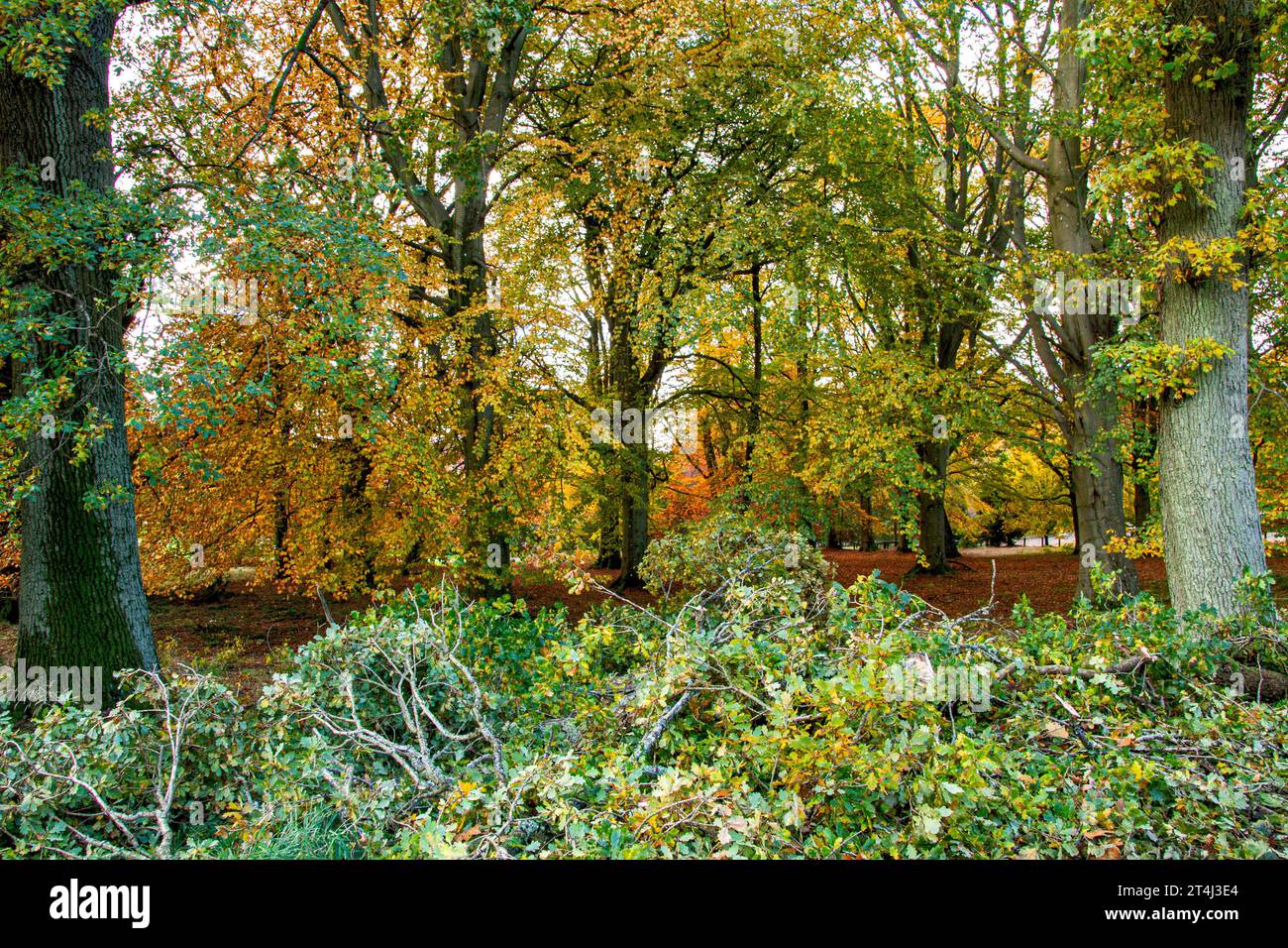 Dundee, Tayside, Scozia, Regno Unito. 31 ottobre 2023. Tempo nel Regno Unito: Bellissime scene autunnali al Dundee Camperdown Country Park in Scozia. Crediti: Dundee Photographics/Alamy Live News Foto Stock