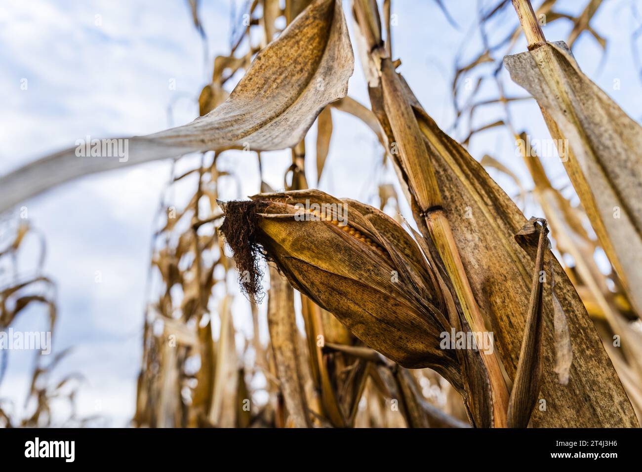 Pannocchie di mais su un cespuglio asciutto in autunno Foto Stock