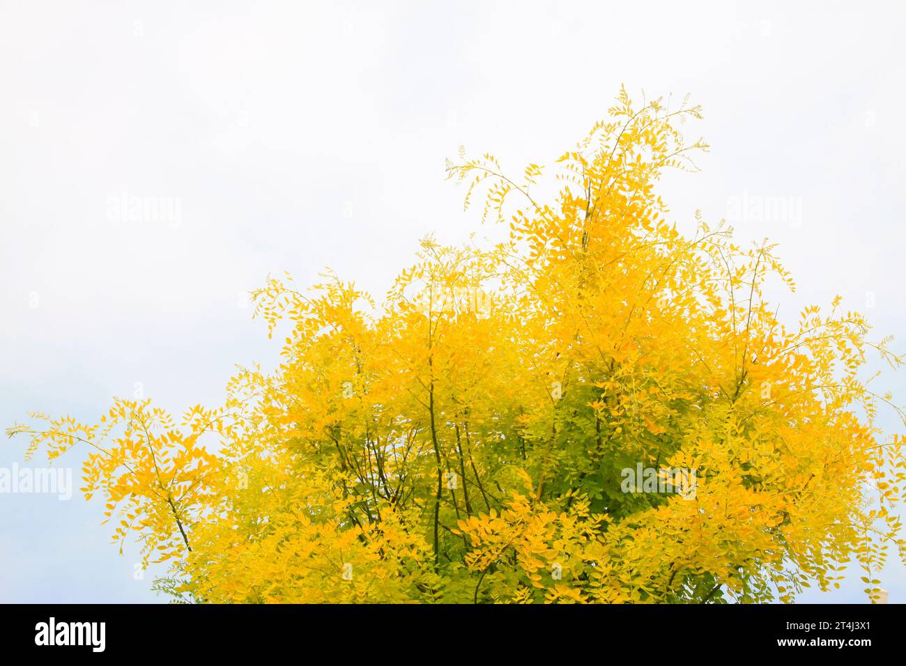 Rami di alberi di studioso cinese, primo piano della foto Foto Stock