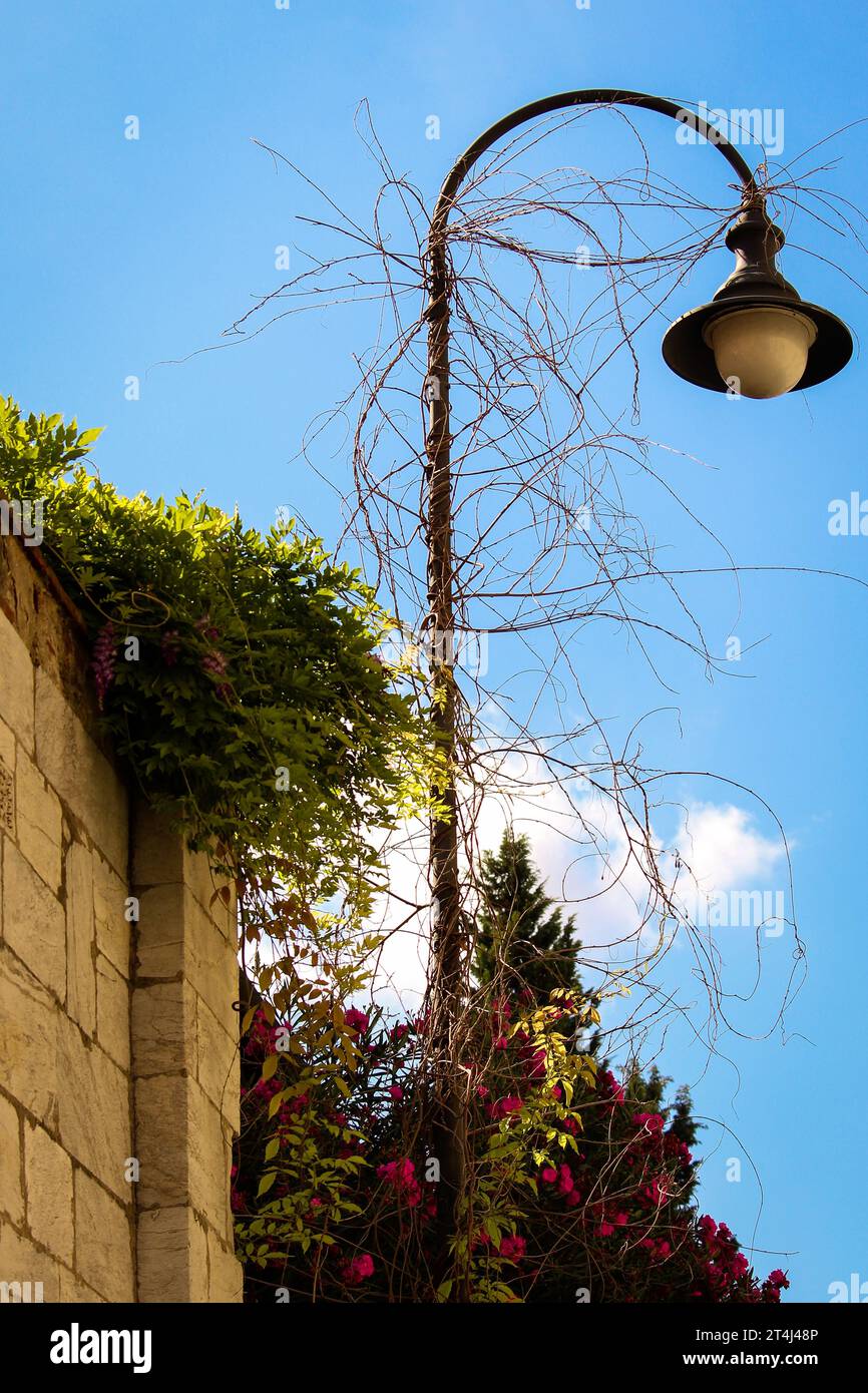 Immagine verticale di un lampione coperto da viti secche vicino a un muro di pietra Foto Stock