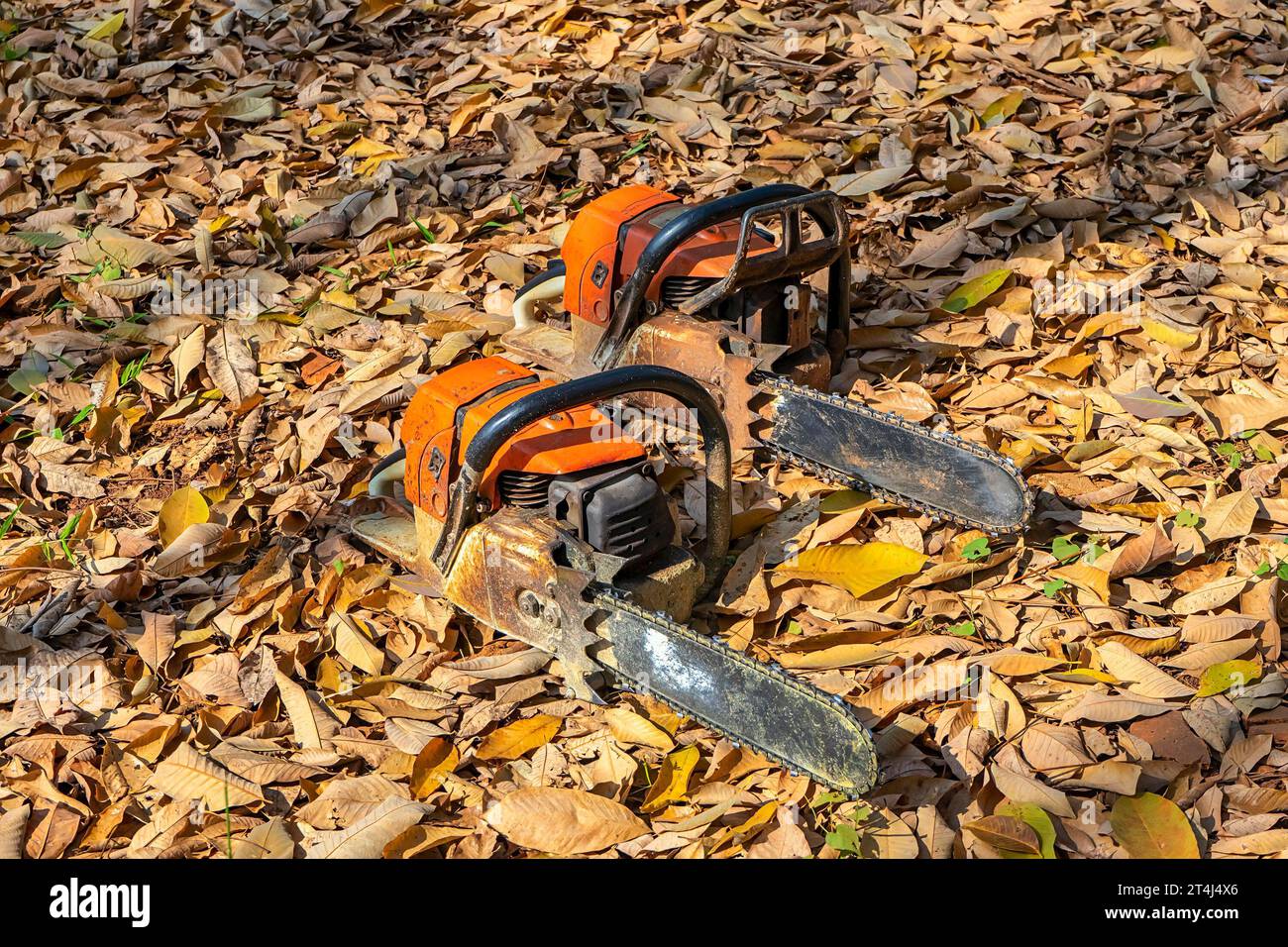 Lavorazione della motosega immagini e fotografie stock ad alta risoluzione  - Alamy