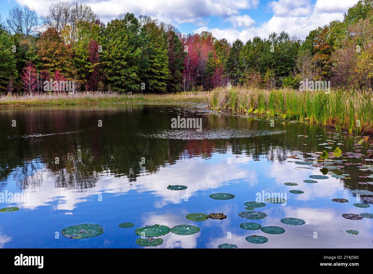Paesaggio panoramico con lago al Cuivre River State Park di Troy, Missouri USA Foto Stock