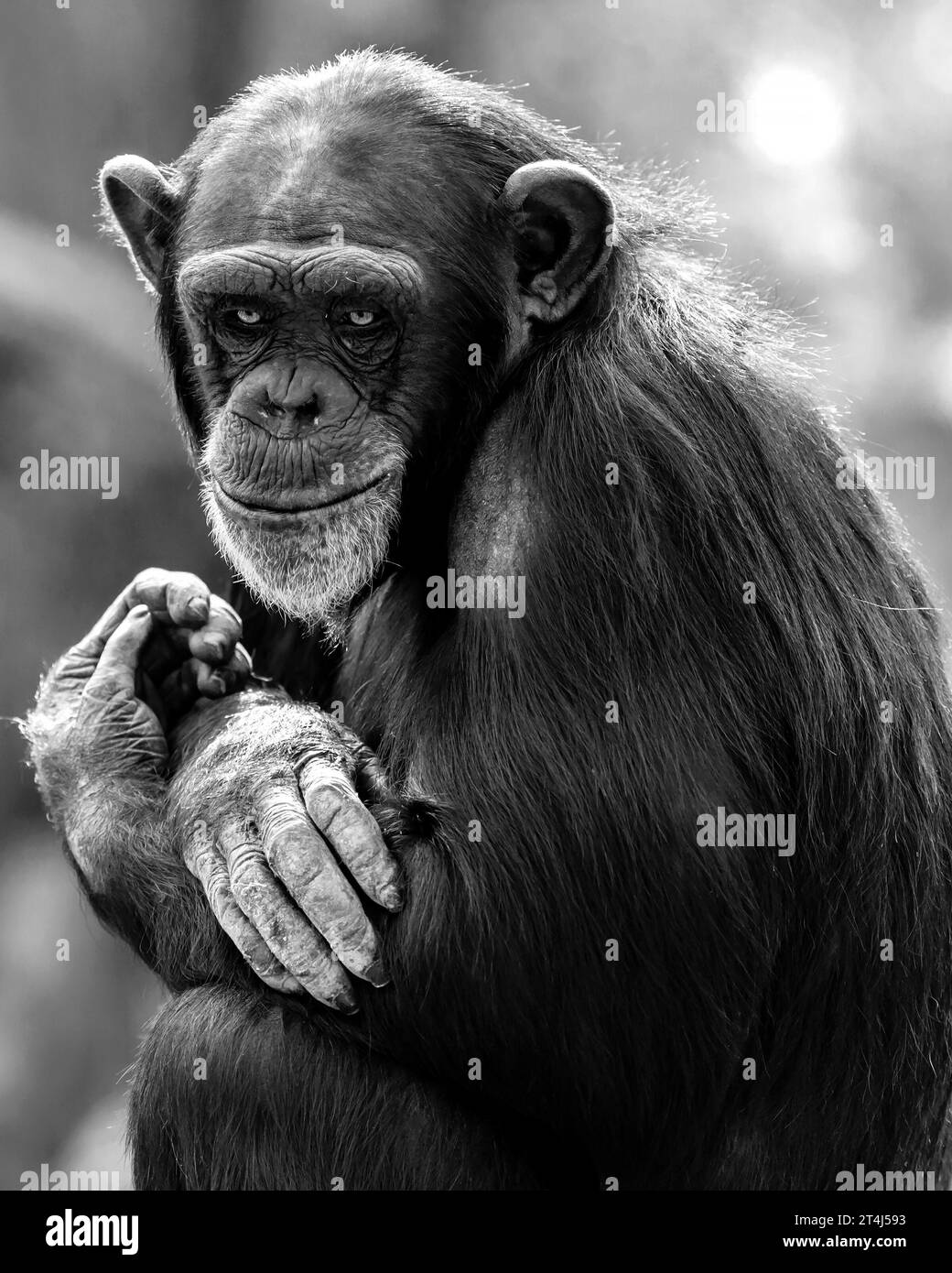 Ritratto ravvicinato di uno scimpanzé con un sorriso in bianco e nero Foto Stock