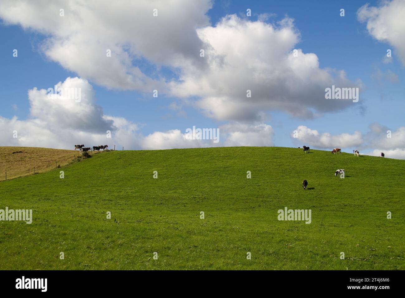 Mucche bianche e nere su un prato collinare sotto un cielo blu con nuvole Foto Stock