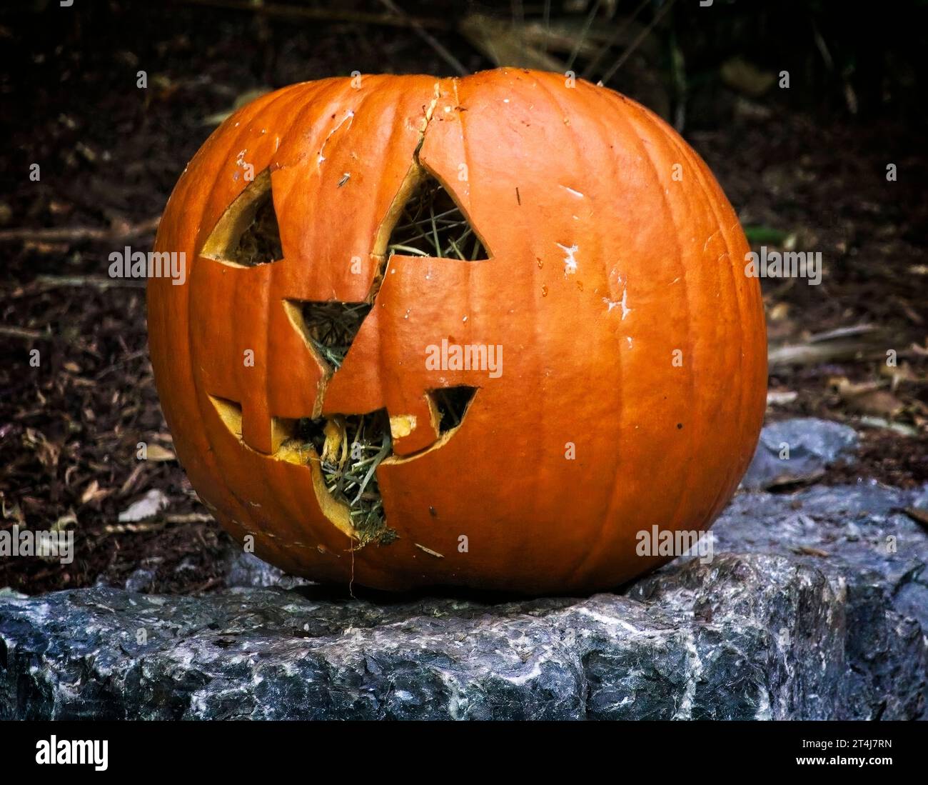 Pumpkin Calgary Zoo, Alberta Foto Stock