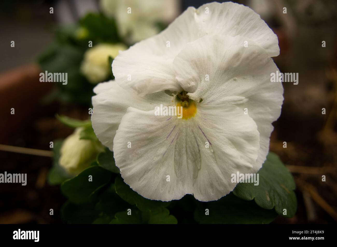 Garden Pansy, Viola, Violet. Nome botanico: Viola Wittrockiana. Se piantato in autunno, Pansy può durare fino a otto mesi. È originario dell'Europa e di wes Foto Stock