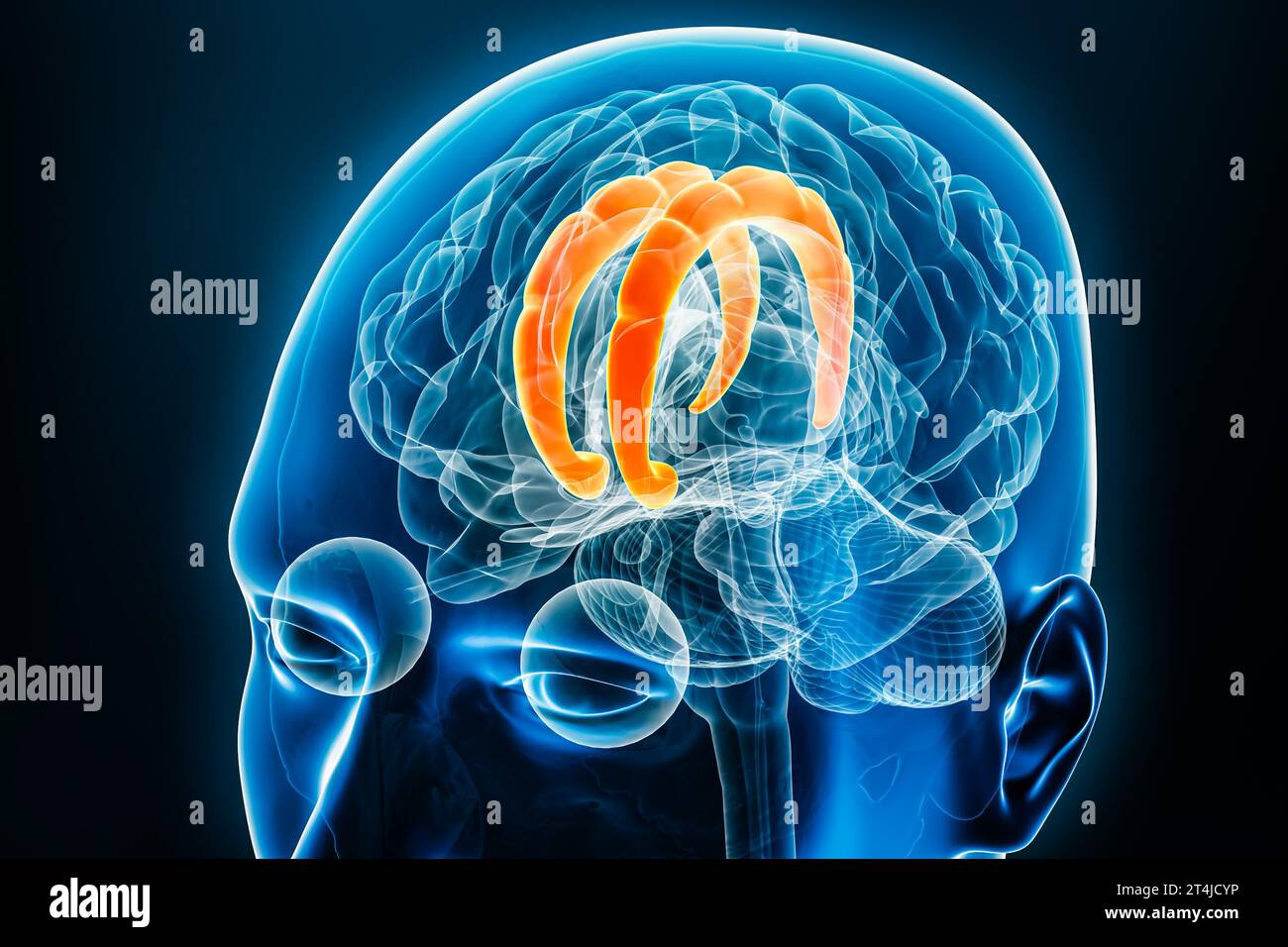 Visione radiologica cingolata con rappresentazione cerebrale 3D. Anatomia del corpo umano e del sistema nervoso, medicina, biologia, scienza, neuroscienza, neuro Foto Stock