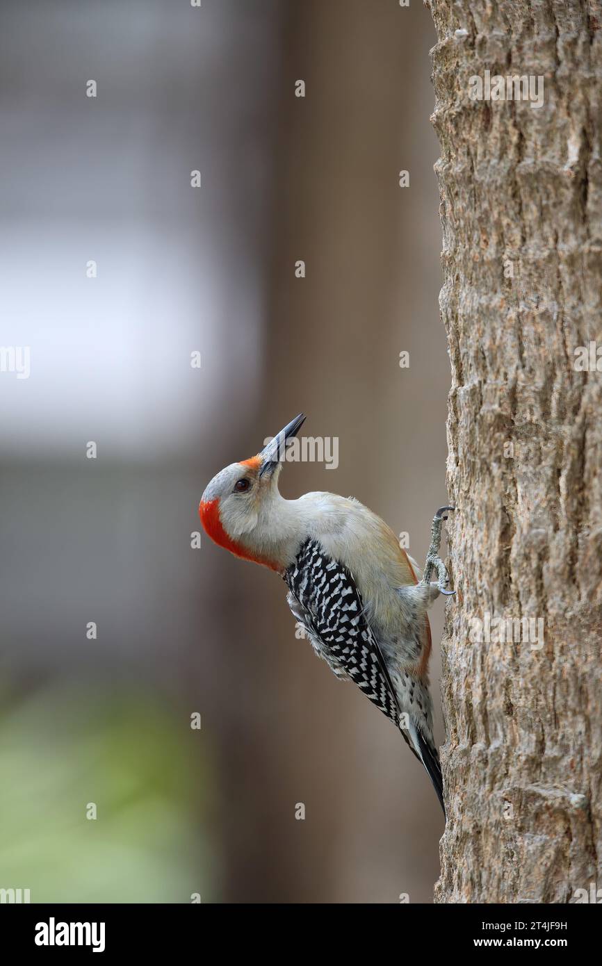 Il picchio dai capelli rossi, Melanerpes Caroline's, sul lato di un albero in Florida, stati uniti Foto Stock