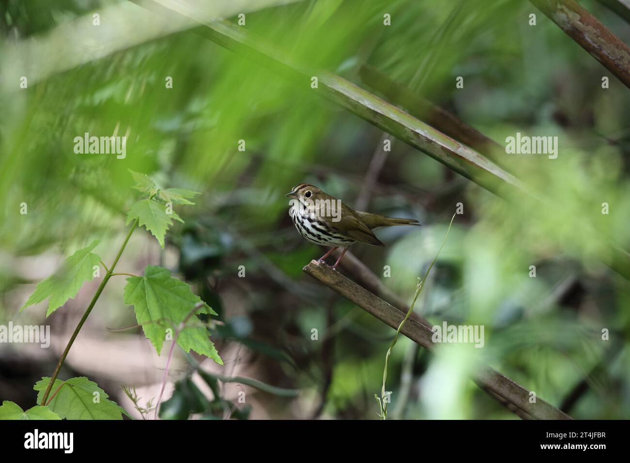 Ovenbird, Seiurus aurocapillus, Florida, usa Foto Stock