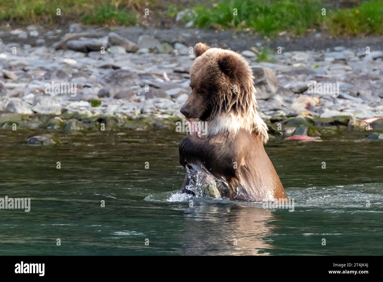 Orso Grizzly, Ursus arctos horribilis, in piedi in un fiume a mangiare un salmone appena pescato Foto Stock