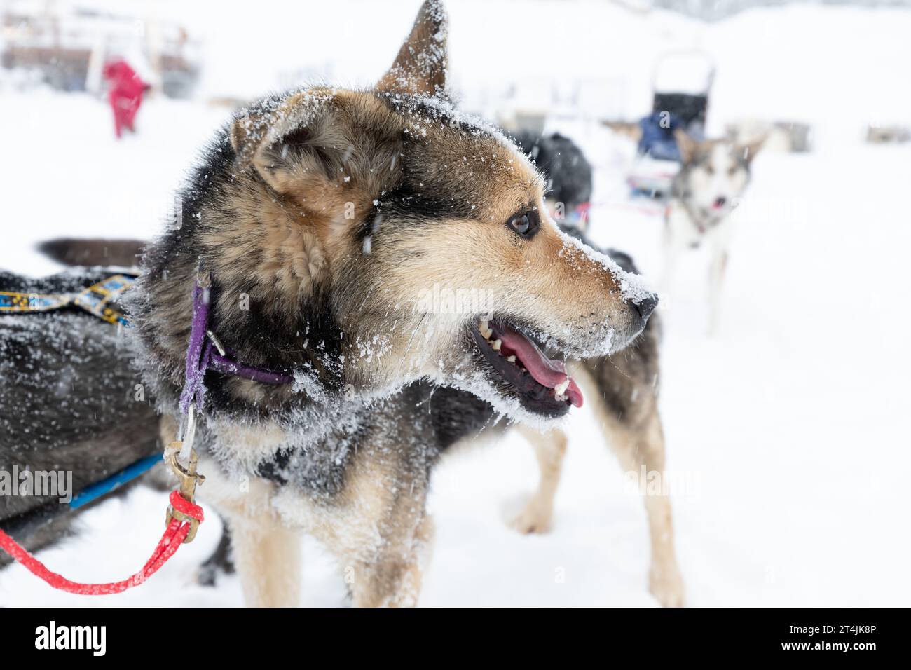 Primo piano del cane da slitta Huskies con la neve che cade sulla pelliccia mentre la slitta è pronta a viaggiare Foto Stock