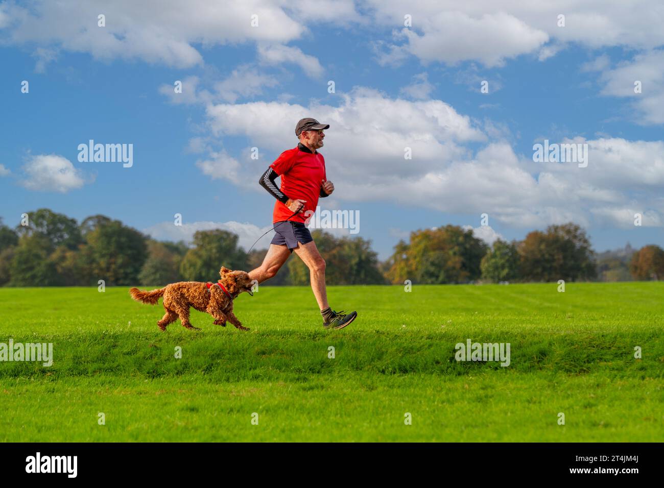 Vista del profilo di un uomo anziano attivo e del suo cane labradoodle che corre insieme nel parco in una giornata di sole d'estate con spazio fotocopie Foto Stock