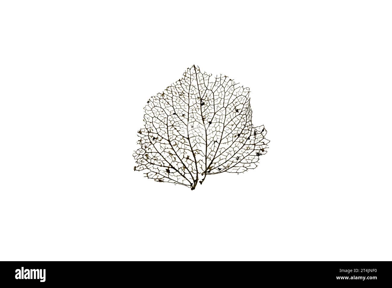 Silhouette di uno scheletro a foglia su sfondo bianco Foto Stock