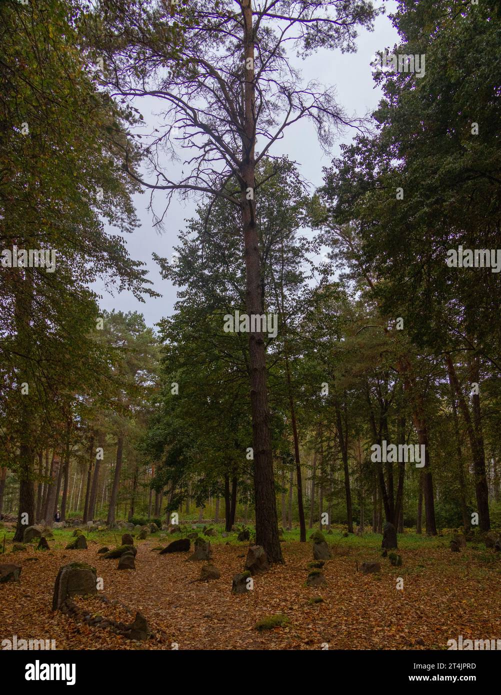 Antico cimitero musulmano vicino alla moschea in legno di Kruszyniany, nel voivodato di Podlaskie, Polonia Foto Stock