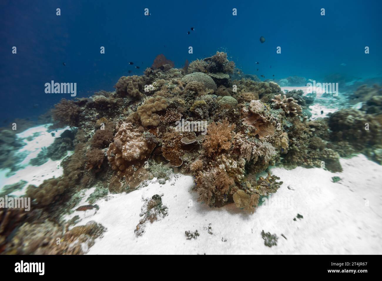 Colonia di coralli duri e morbidi cresce nelle sabbie bianche di una barriera corallina tropicale Foto Stock