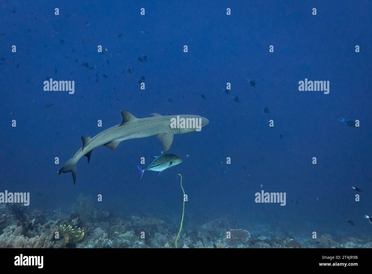 Lo squalo bianco della barriera corallina, il Triaenodon obesus e il pesce pescato nuotano insieme mentre cacciano lungo la barriera corallina tropicale Foto Stock