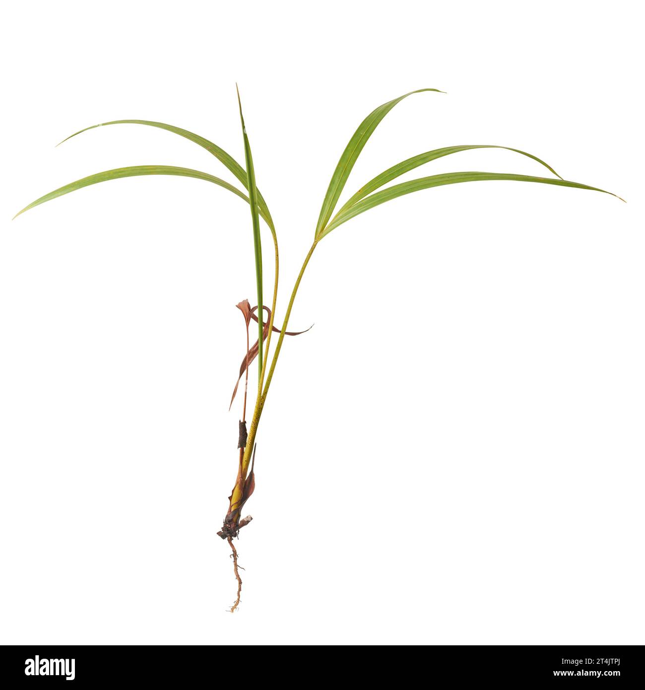 primo piano di una giovane pianta di palma con radici, piante tropicali e subtropicali spesso utilizzate in giardini e giardini isolati su sfondo bianco Foto Stock