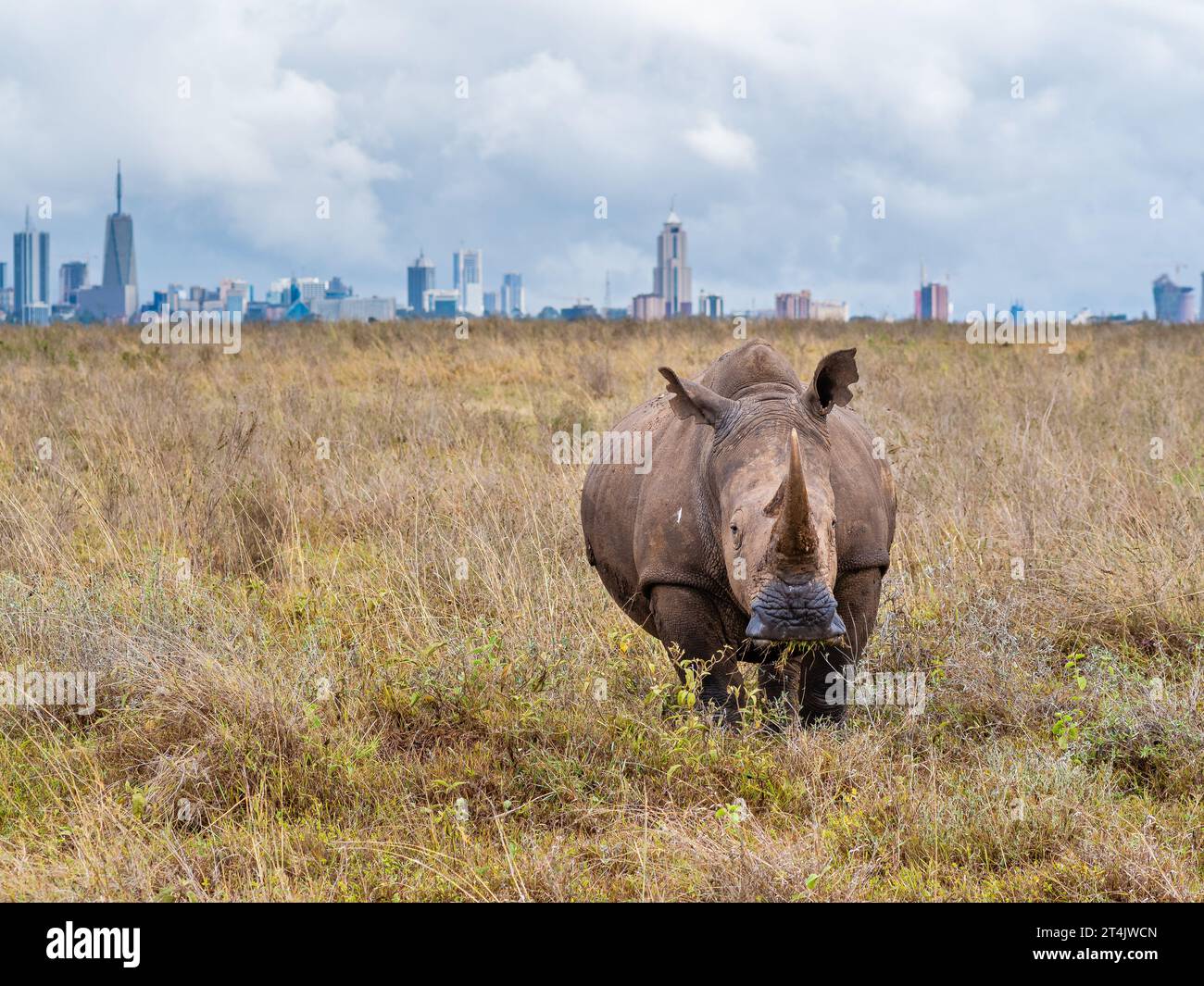 Un rinoceronte bianco che pascolano nella savana con lo skyline di Nairobi sullo sfondo Foto Stock