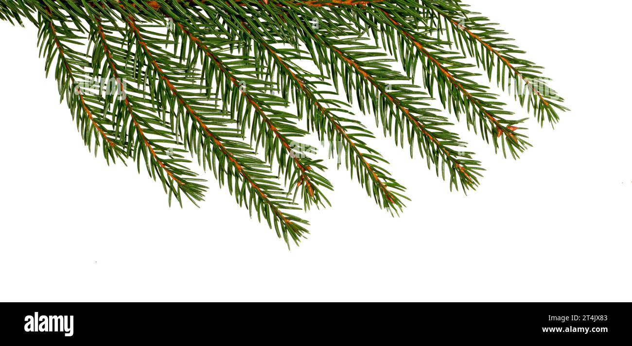 Ramo di abete con cono isolato su bianco. Ramo di pino. Decorazione natalizia. Foto Stock