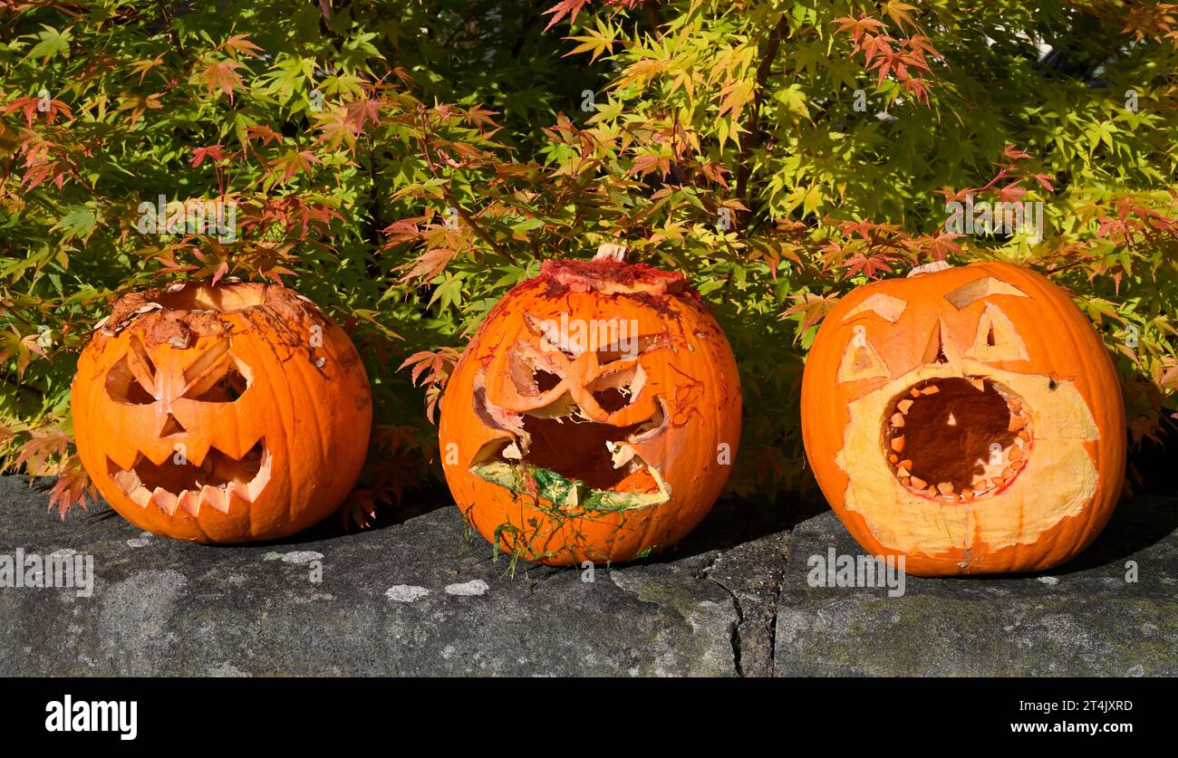 Tre zucche intagliate per Halloween Foto Stock