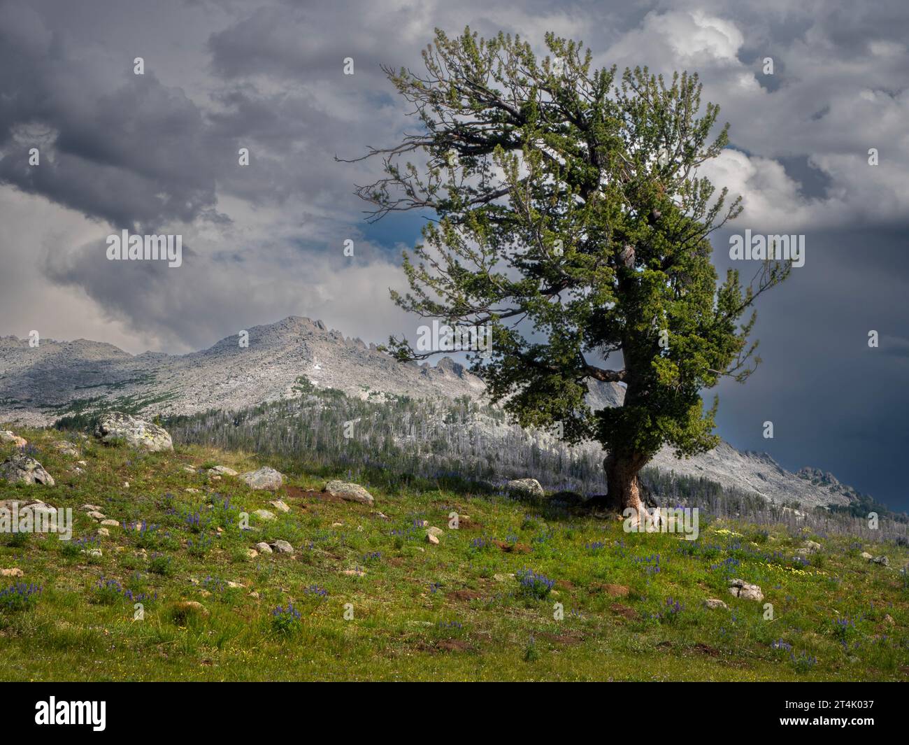 WY05511-00...WYOMING - Bent Tree situato in un prato aperto vicino al lago Dad's, nell'area di Bridger Wilderness della Wind River Range. Foto Stock