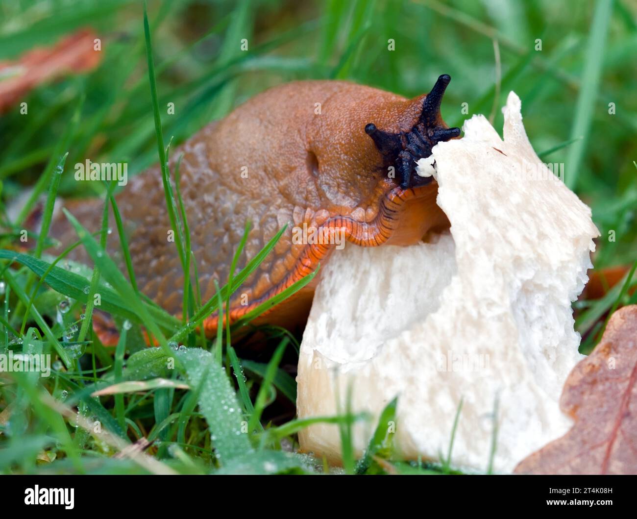 Red, Orange Large Red Slug, Arion rufus, con occhielli, Tentacles Eating A Wild Mushroom, New Forest UK Foto Stock