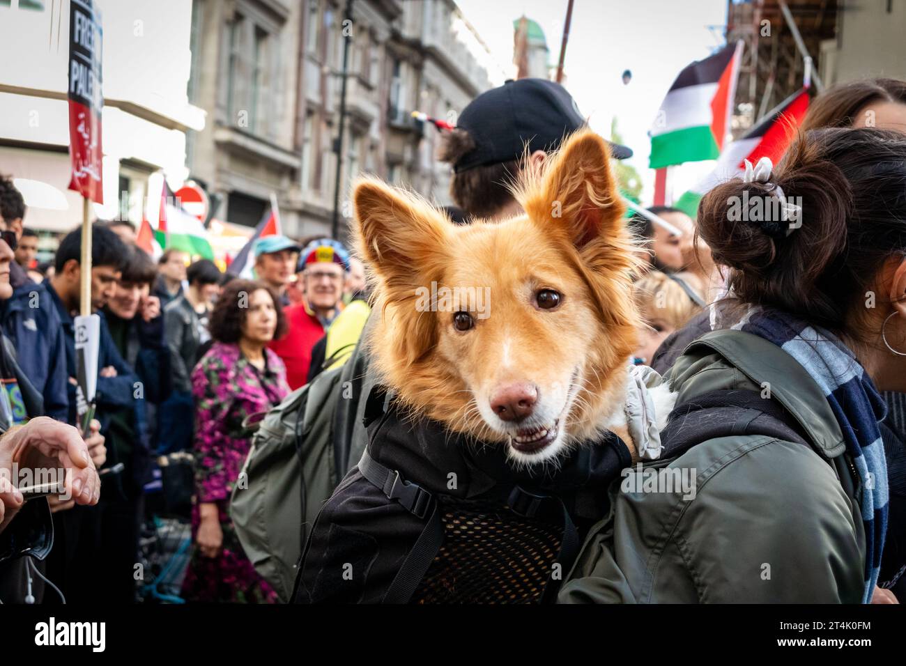 Cane in protesta. Protesta pro-palestinese a Londra. 2023. Foto Stock