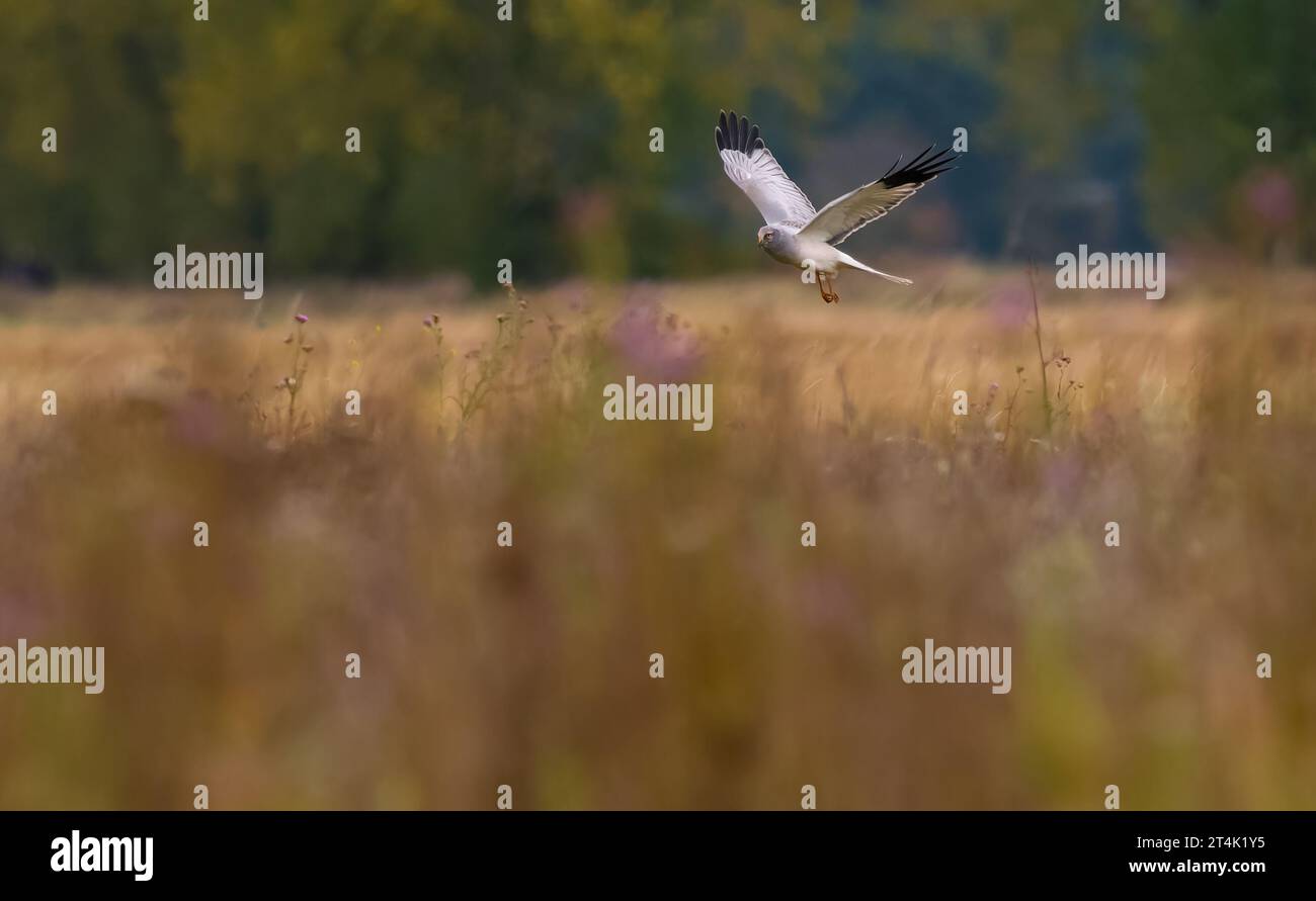 29 ottobre 2023, Brandeburgo, Großbeeren: 19.06.2023, Diedersdorf. Un hawrier maschile (Circus cyaneus) vola sopra un prato naturale a Diedersdorf, nel Brandeburgo, nel distretto di Teltow-Flaeming. La gallina è a caccia di prede qui in un giorno d'autunno. Foto: Wolfram Steinberg/dpa foto: Wolfram Steinberg/dpa Foto Stock