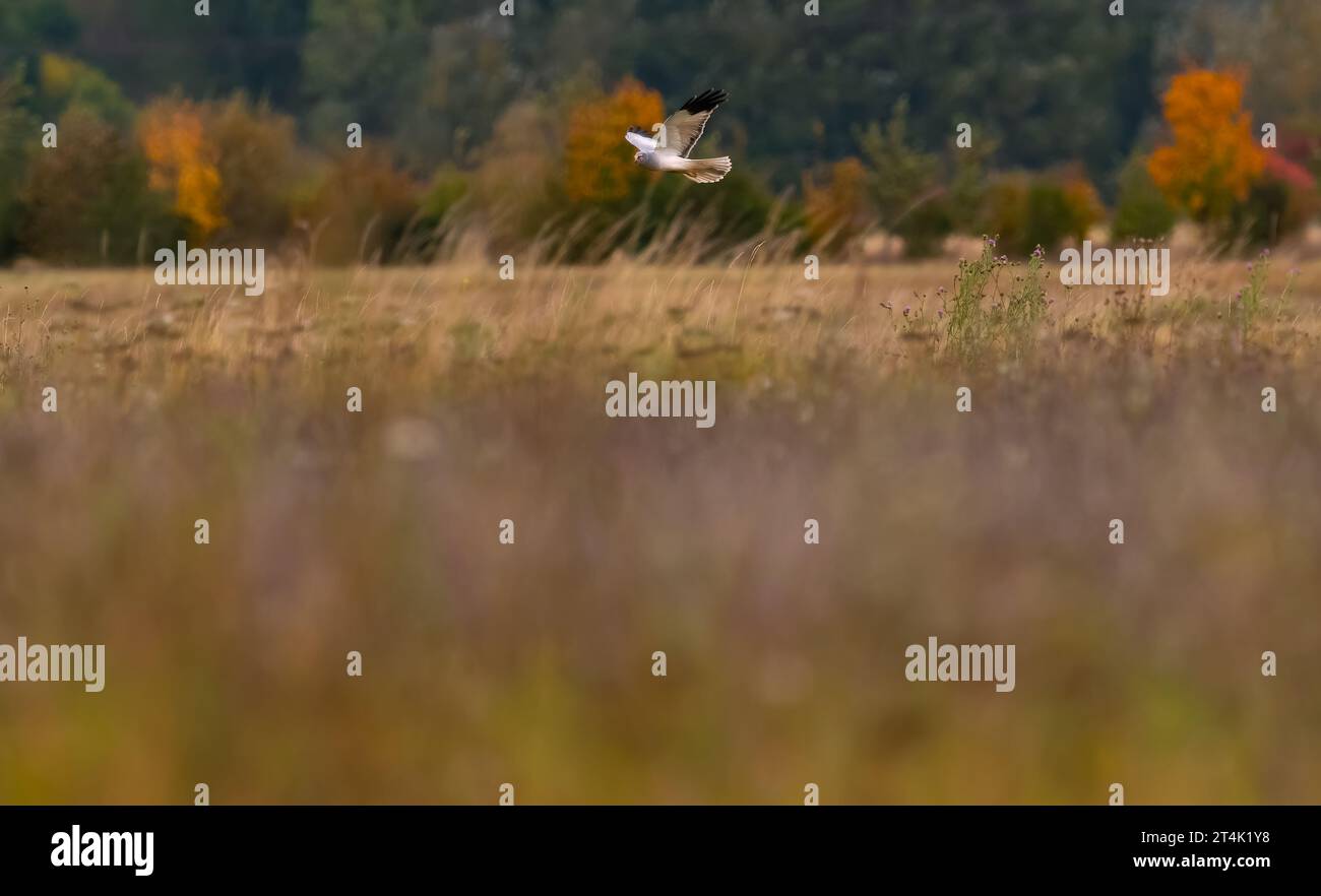 29 ottobre 2023, Brandeburgo, Großbeeren: 19.06.2023, Diedersdorf. Un hawrier maschile (Circus cyaneus) vola sopra un prato naturale a Diedersdorf, nel Brandeburgo, nel distretto di Teltow-Flaeming. La gallina è a caccia di prede qui in un giorno d'autunno. Foto: Wolfram Steinberg/dpa foto: Wolfram Steinberg/dpa Foto Stock