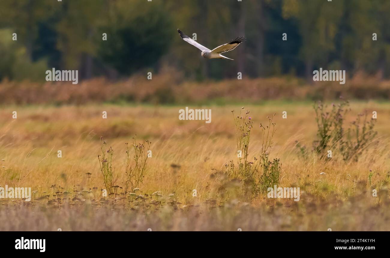 Grossbeeren, Germania. 29 ottobre 2023. 19.06.2023, Diedersdorf. Un hawrier maschile (Circus cyaneus) vola sopra un prato naturale a Diedersdorf, nel Brandeburgo, nel distretto di Teltow-Flaeming. La gallina è a caccia di prede qui in un giorno d'autunno. Credito: Wolfram Steinberg/dpa credito: Wolfram Steinberg/dpa/Alamy Live News Foto Stock