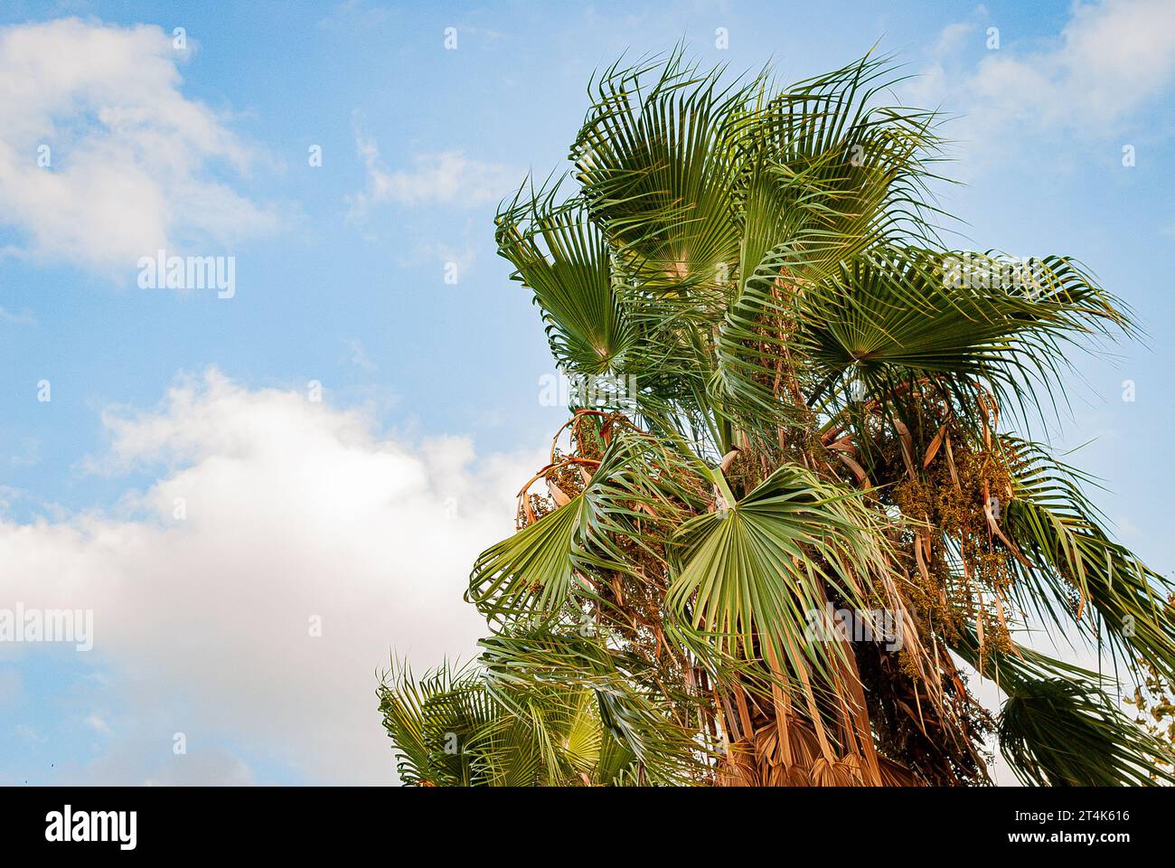 Sotto il cielo azzurro, all'ombra della grazia della palma, trova conforto e ispirazione nella bellezza della natura, sullo sfondo delle palme Foto Stock