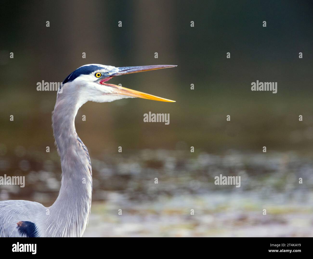 Il grande Blue Heron chiama Beak Wide Open Foto Stock