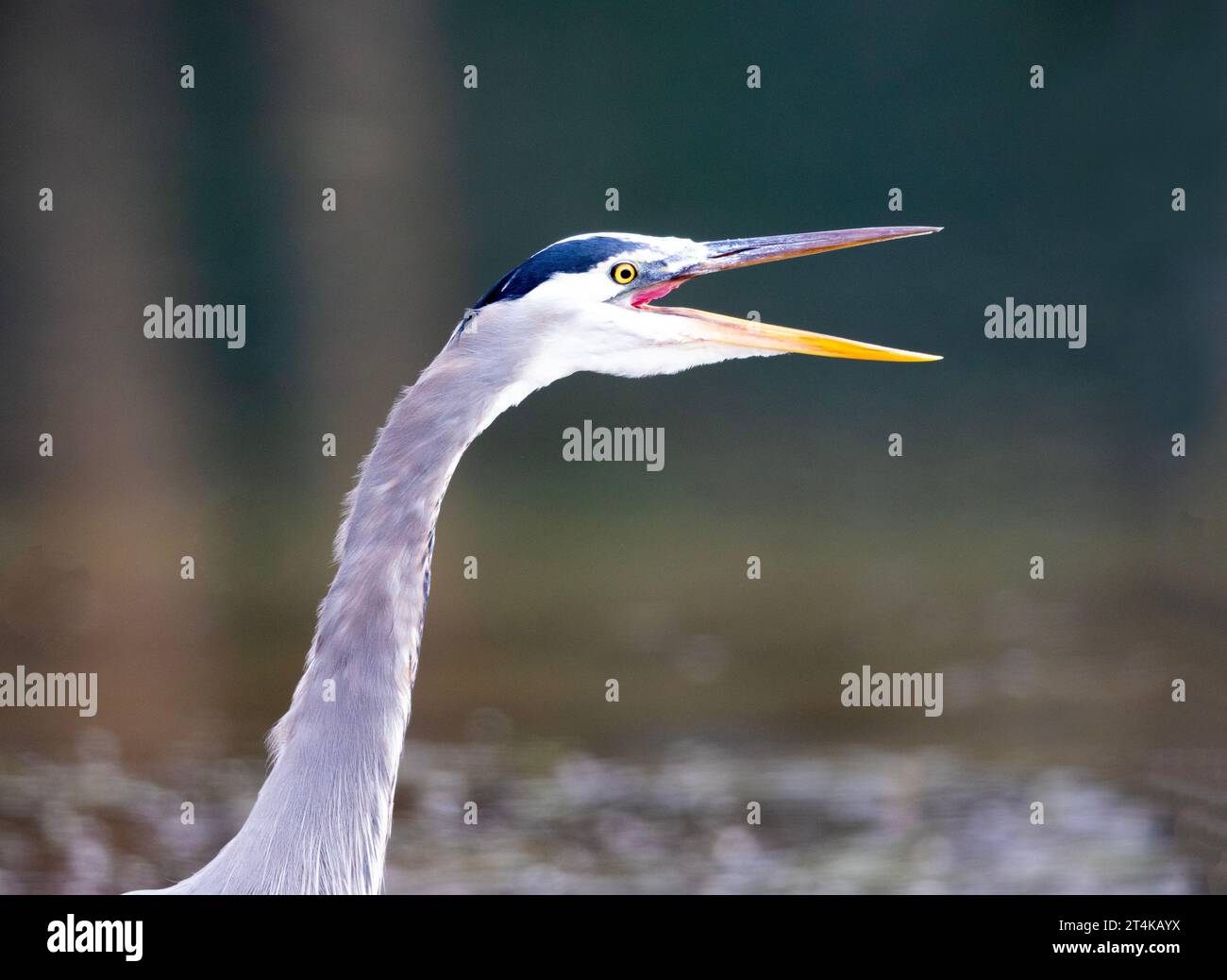 Il grande Blue Heron chiama Beak Wide Open Foto Stock