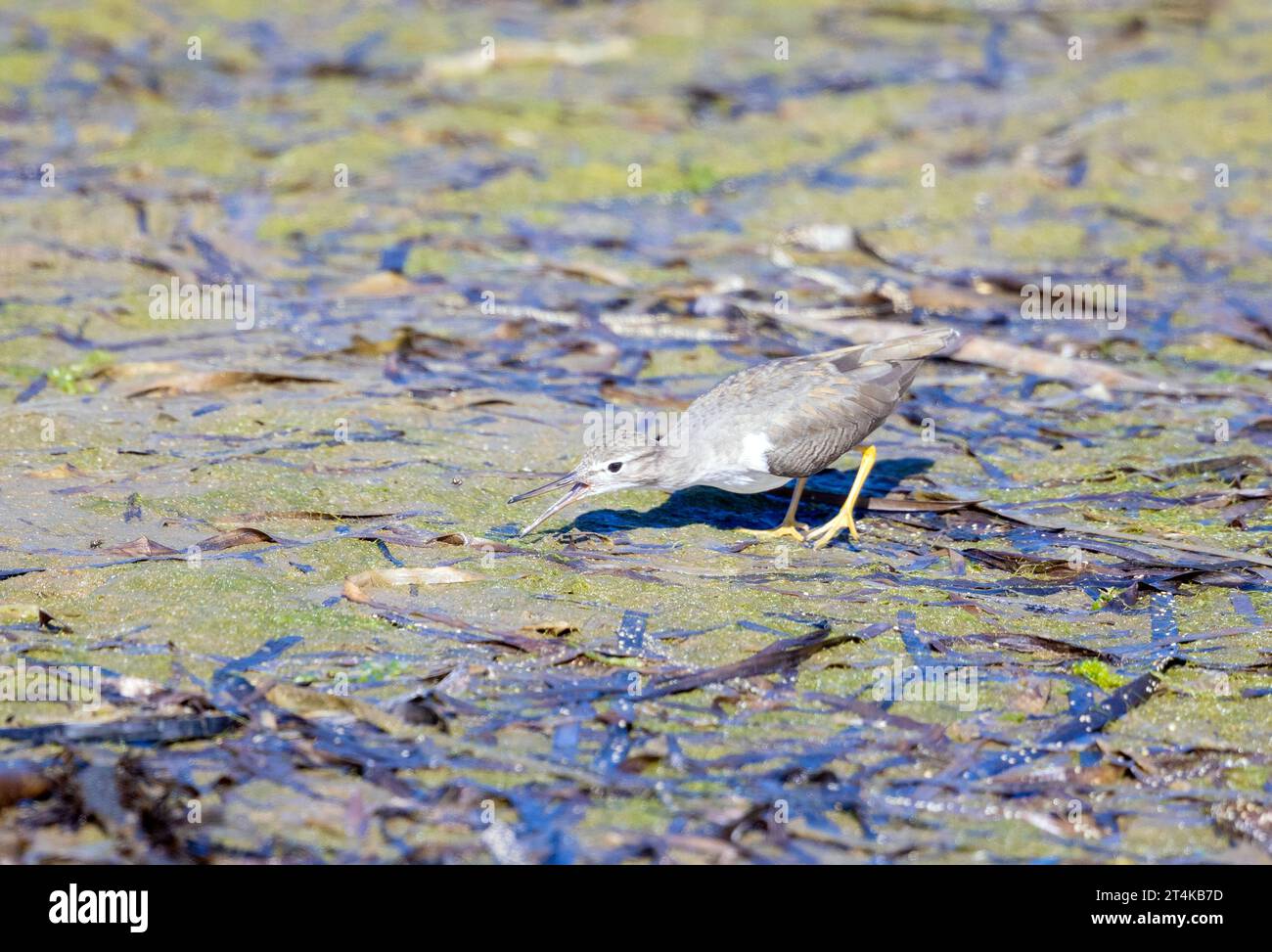 Spotted Sandpiper Beak aperto pronto a colpire Foto Stock