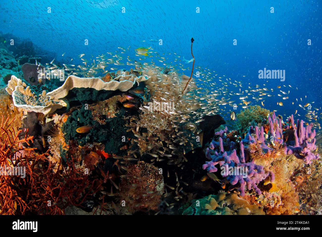 Barriera corallina colorata brulicante di vita. GAM, Raja Ampat, Indonesia Foto Stock