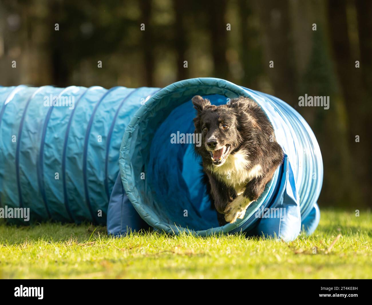 Un cane Collie di confine veloce sta attraversando un tunnel di agilità. Allenamento per una competizione sportiva Foto Stock
