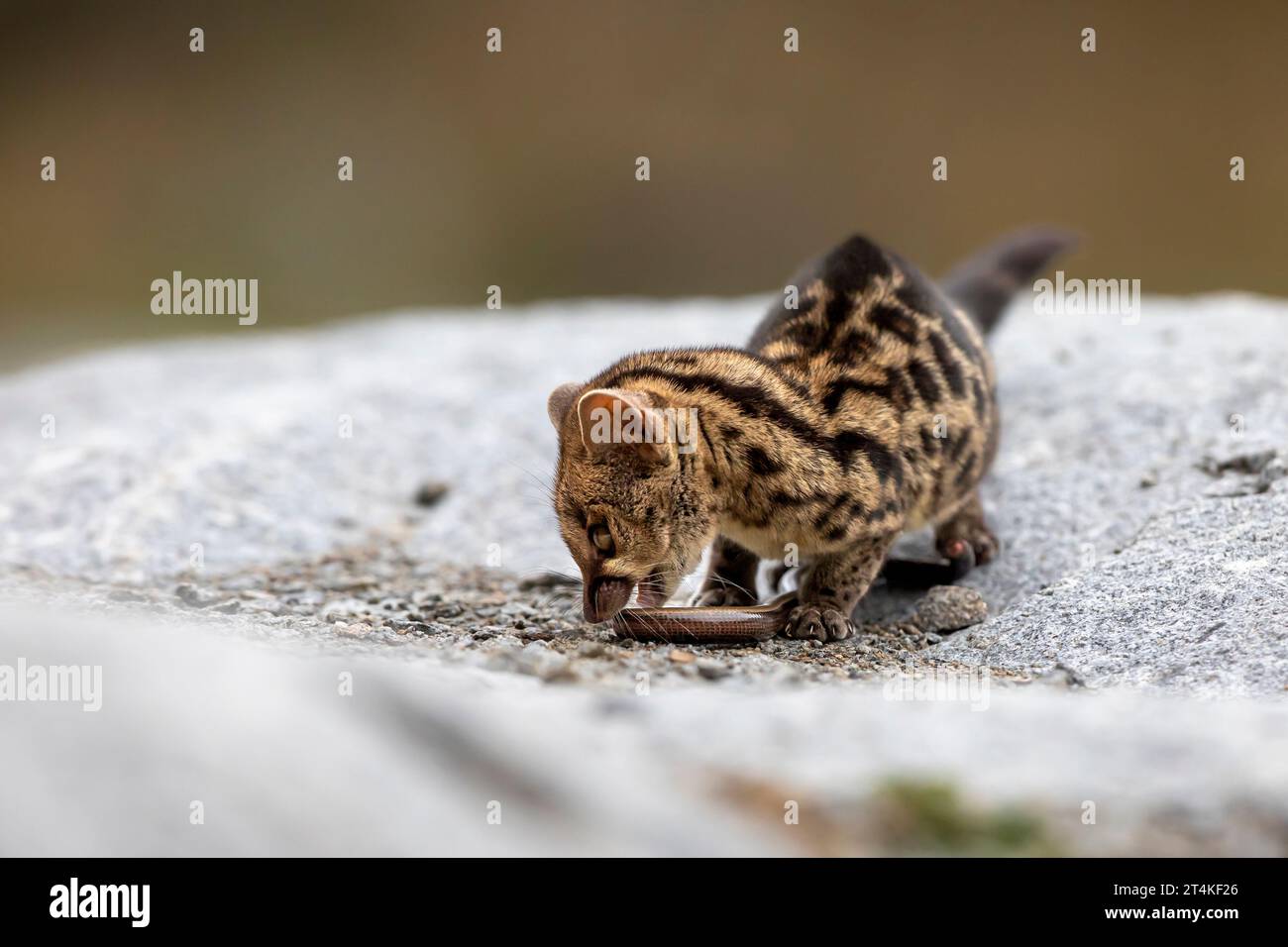 genet comune - Genetta genetta - su pietra con preda di serpente, Spagna Foto Stock