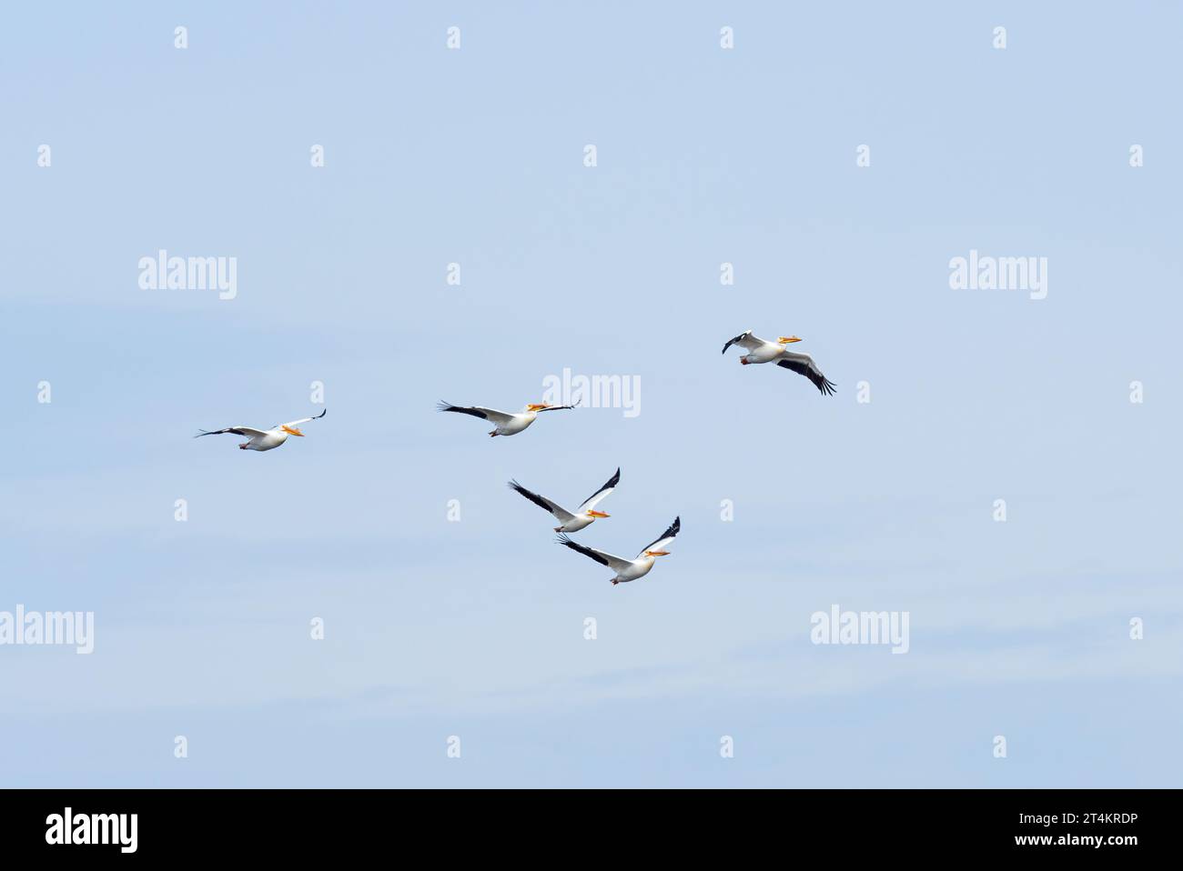 White Pelicans sulla Mississippi Flyway vicino a Clinton, Iowa Foto Stock