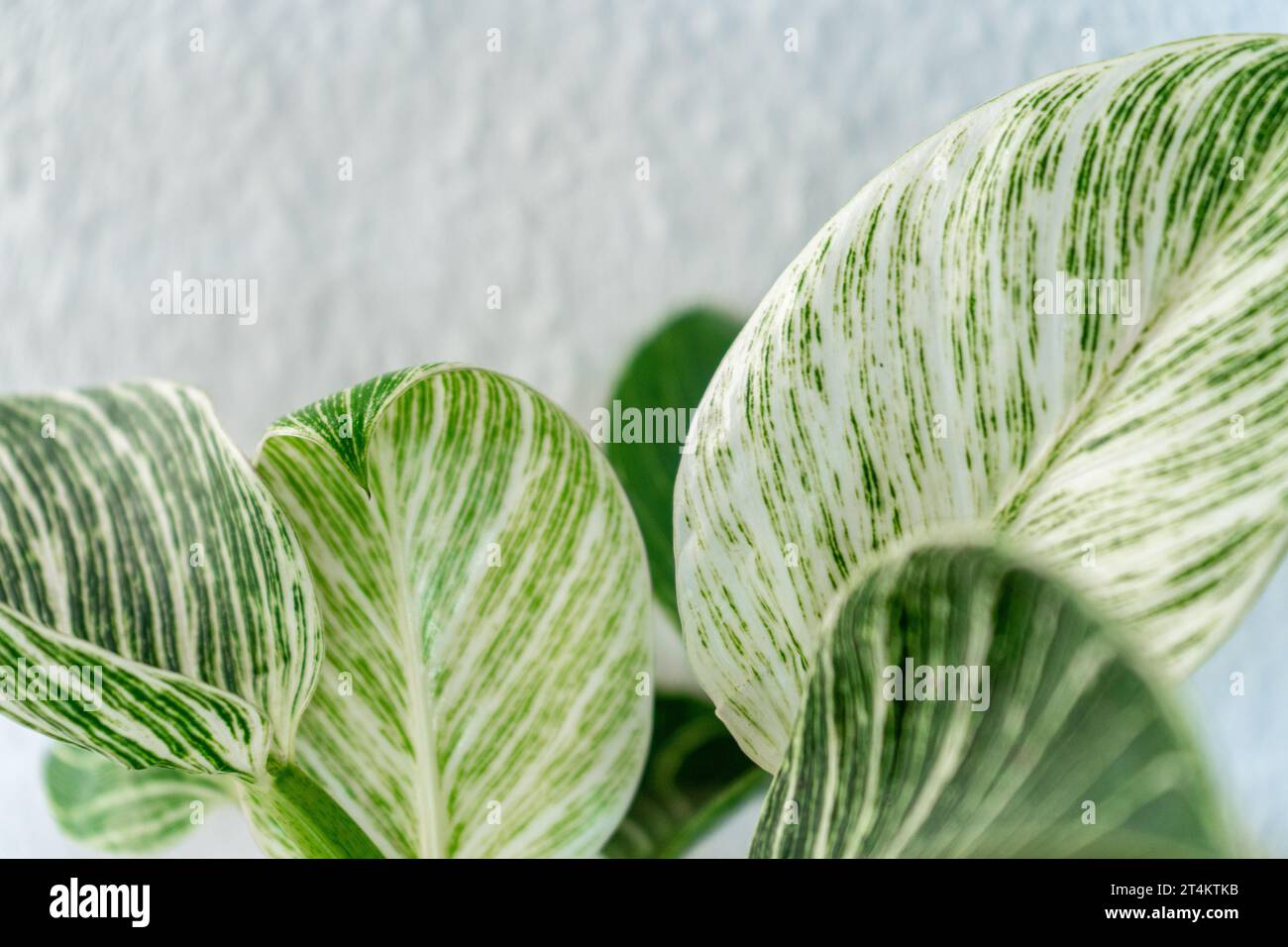 pianta di casa verde e bianca di fronte alla parete bianca Foto Stock