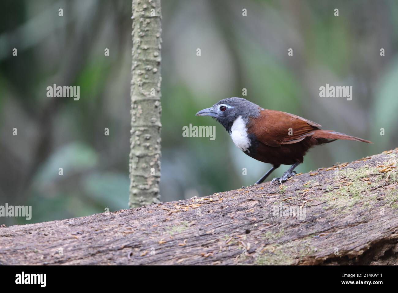 Il babbler a coste bianche (Stachyris thoracica) è una specie di uccello della famiglia Timaliidae. Si trova a Bali e Java. Foto Stock
