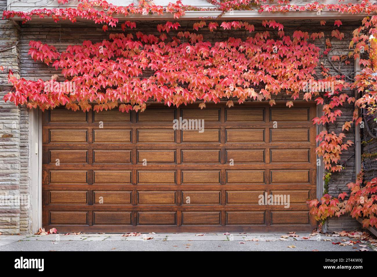 Porta in legno di un garage per due auto circondato da foglie di edera colorate rosse in autunno Foto Stock