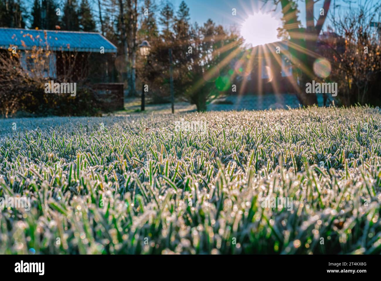 Bellissimo primo piano foto a basso livello su ghiaccio all'erba verde evidenziata dal sole basso in autunno. I raggi del sole splendono sul paesaggio di campagna Foto Stock