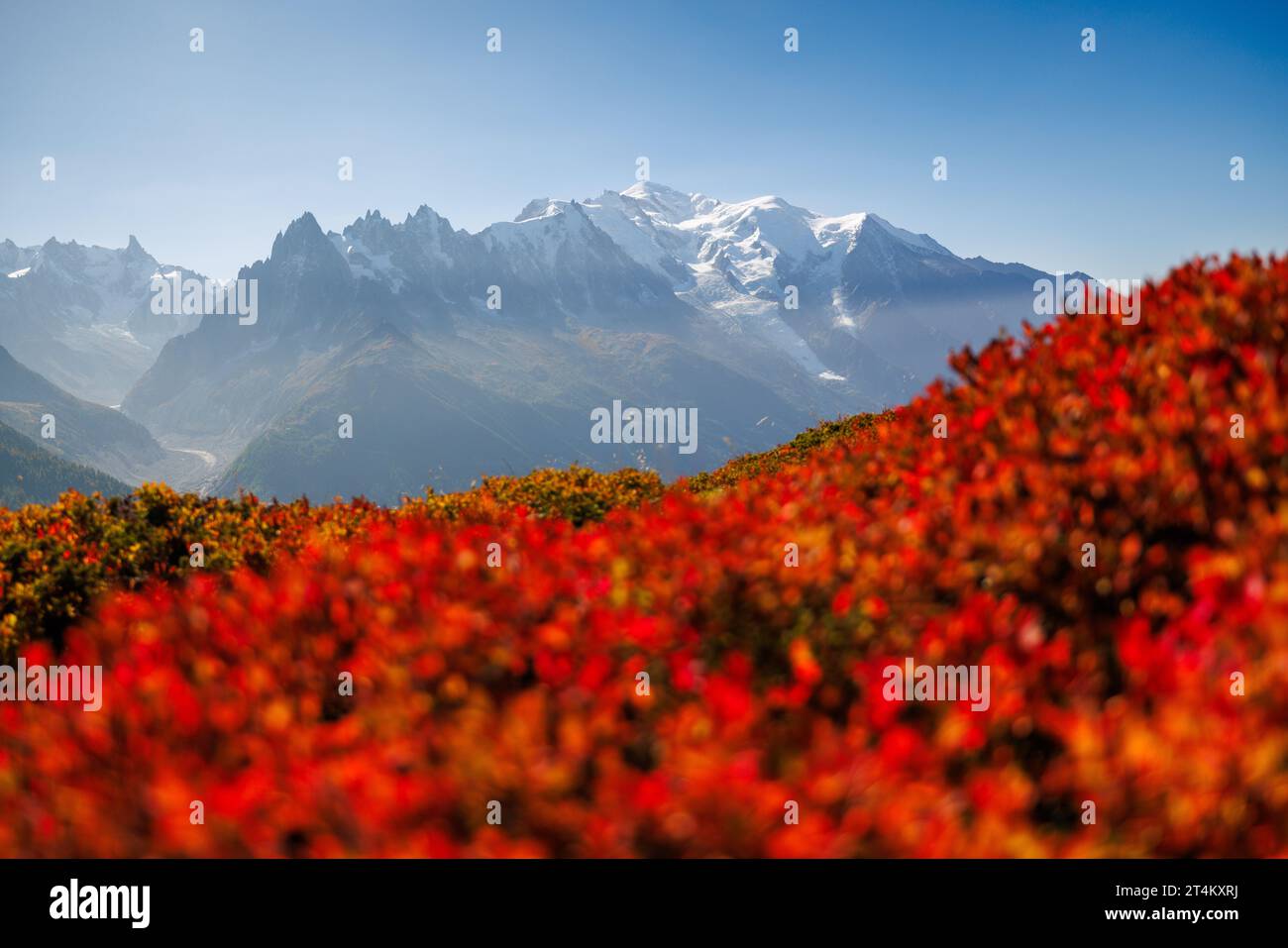 Colori autunnali a Chamonix con Aiguille du Midi e Mont Blanc in Francia Foto Stock